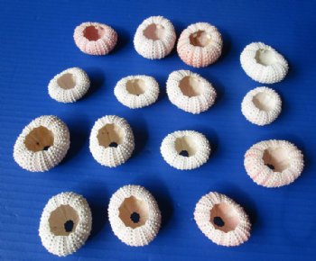 Pink Sea Urchin Shells 1-1/4 to 1-3/4 inches - 25 @ .40 each; 200 @ .29 each