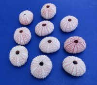 Pink Sea Urchin Shells 1-1/4 to 1-3/4 inches - 25 @ .40 each; 200 @ .29 each