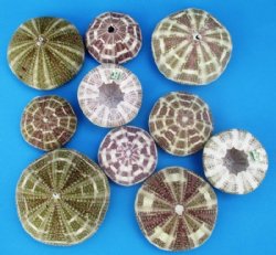 Alfonso Sea Urchin Shells 2-1/4 to 4 inches  - 30 @ 1.04 each