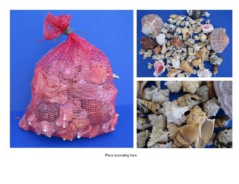 10 Pounds of Assorted Seashells for Landscaping and Gardens for $19.20