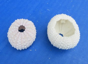 Pale Pink/Green Denuded Sea Urchins<font color=red> Wholesale</font>  1-1/4 to 1-3/4 inches (Case of 640)
