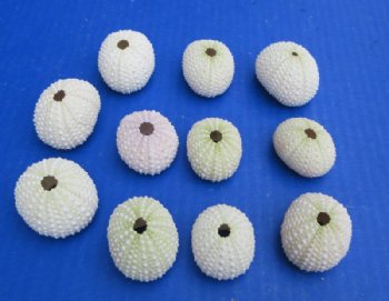 Pale Pink/Green Denuded Sea Urchins<font color=red> Wholesale</font>  1-1/4 to 1-3/4 inches (Case of 640)