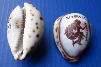 Carved Zodiac Tiger Cowrie Shells - 12 @ $2.05 each