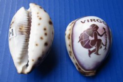 Carved Zodiac Tiger Cowrie Shells - 12 @ $2.05 each