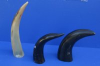 Polished Cow Horns with Engraved Dragon 11 to 13 inches <font color=red> Wholesale</font> - 8 @ $14.75;  <font color=red> (CLOSEOUT 14 @ $7.00 each) </font> 
