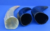 Polished Cow Horns with Engraved Dragon 11 to 13 inches <font color=red> Wholesale</font> - 8 @ $14.75;  <font color=red> (CLOSEOUT 14 @ $7.00 each) </font> 
