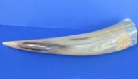 Polished Cow Horns with Engraved Dragon 11 to 13 inches <font color=red> Wholesale</font> - 8 @ $14.75;  <font color=red> (CLOSEOUT 14 @ $7.00 each) </font> 