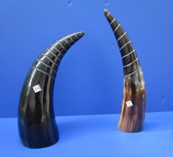8 to 11 inches Half Spiral Carved Cow Horns  - $15.99 each; 2 @ $14.40 each  <font color=red> (CLOSEOUT $9.60 EACH)</FONT>