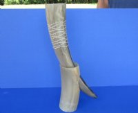 Carved, Engraved Drinking Horn with Horn Stand and Carved with Wavy Lines 12 to 15 inches - $24.99  <font color=red> (CLOSEOUT $15.99 EACH)</FONT> 