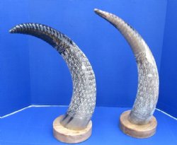 23 to 26 inches Spiral and Leaf Design Carved Horn Sculpture on Wood Base - $79.99 each <FONT COLOR=RED> CLOSEOUT $30.40 EACH </FONT>