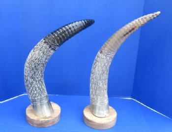 23 to 26 inches Spiral and Leaf Design Carved Horn Sculpture on Wood Base - $79.99 each <FONT COLOR=RED> CLOSEOUT $30.40 EACH </FONT>