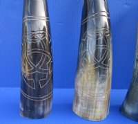 11 to 15 inches Engraved Polished Cow, Ox Horn for Sale with  Modern Art Design - $20.99 each  <font color=red> (CLOSEOUT $12.80 EACH)</FONT>