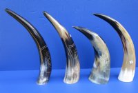 Engraved Cow Horns in a Modern Art Design<font color=red> Wholesale</font> 11 to 14 inches -  8 @ $13.00 each;  <font color=red> (CLOSEOUT 14 @ $7.00 each) </font> 