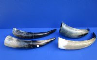 11 to 15 inches Engraved Polished Cow, Ox Horn for Sale with  Modern Art Design - $20.99 each  <font color=red> (CLOSEOUT $12.80 EACH)</FONT>