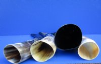 11 to 15 inches Engraved Polished Cow, Ox Horn for Sale with  Modern Art Design - $20.99 each  <font color=red> (CLOSEOUT $12.80 EACH)</FONT>