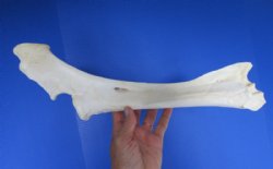 15 inches Real Water Buffalo Radius Leg Bone for Sale and Carving for $19.99