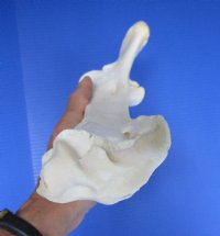 15 inches Real Water Buffalo Radius Leg Bone for Sale and Carving for $19.99