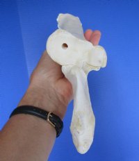 15 inches Real Water Buffalo Radius Leg Bone for Sale and Carving for $19.99