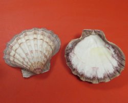 Large Lion's Paw Shells <font color=red>Wholesale </font> 6 to 6-3/4 inches - 40 @ $2.25 each