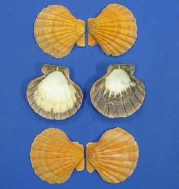 5" Orange Giant Lion's Paw Scallop Shells<font color=red> Wholesale</font>  -  48 @ $1.89 each
