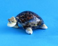 3 inches Bobbing Head Tiger Cowry Shell Turtle Novelty Wearing a Hat -12 @ $1.44 each