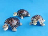 3 inches Bobbing Head Tiger Cowry Shell Turtle Novelty Wearing a Hat -12 @ $1.44 each