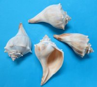 Atlantic Whelk Shells 6 inches -  Case of 12 @ $3.40 each