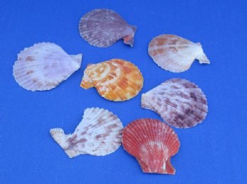 Pecten Nobilis Scallop Shells  <font color=red> Wholesale</font> 1-3/4 to 2-1/2 inches - Case: 20 gallons @ $5.75  gallon