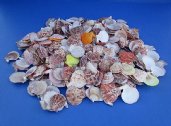 Pecten Nobilis Scallop Shells  <font color=red> Wholesale</font> 1-3/4 to 2-1/2 inches - Case: 20 gallons @ $5.75  gallon