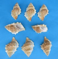 2 to 3-1/2 inches Bursa Rana Shells - 50 @ .40 each; 100 @ .35 each