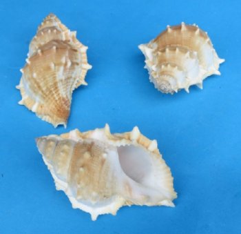 2 to 3-1/2 inches Bursa Rana Shells - 50 @ .40 each; 100 @ .35 each
