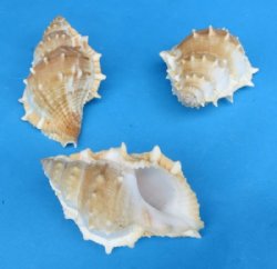 2 to 3-1/2 inches Bursa Rana Shells <font color=red> Wholesale</font> - 450 @ .22 each
