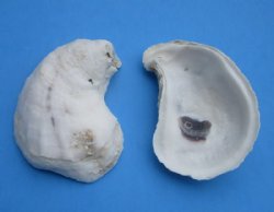 Natural Oyster Shel...