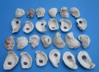 Natural Oyster Shells for Crafting, 2 to 2-7/8 inches  <font color=red>Discount Priced </font> - Bulk Case: 220 @ .41 each
