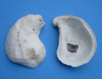 3 inches Natural Oyster Shells - 24 @ .96 each