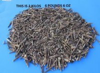 Sea Urchin Spines 1/2 to 2-1/2 inches - Case: 20 kilos @ $3.40 a kilo - 2 <font color=red>Wholesale Cases </font>@ $2.25 a kilo