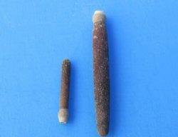 Sea Urchin Spines, 1/2 inch to 2-1/2 inch - 4.4 pounds @ $9.90 a bag; 3  @ $8.80 a bag 