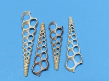3 inches Center Cut Turritella Terebra Shells, Auger Shells - 100 @ .24 each