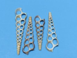  3" Center Cut Turritella Terebra Auger Shells <font color=red> Wholesale</font> - 700 @ .13 ea
