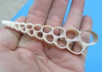 3 inches Center Cut Turritella Terebra Shells, Auger Shells - 100 @ .24 each