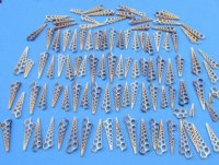 3 inches Center Cut Turritella Terebra Shells, Auger Shells - 100 @ .24 each