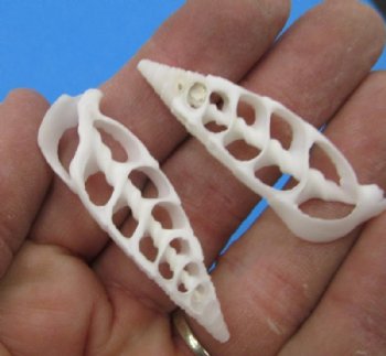 2 to 2-1/2 inches Center Cut Cerithium Vertagus Shells in Bulk , Small White Seashells for Crafts - 100 @ .24 each; 200 @ .21 each