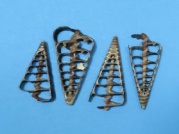 Center Cut Telescopium Auger Shells, Horn Snail Shells 1-1/2 to 2-1/2 inches - 100 @ .21 each