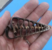 Center Cut Telescopium Auger Shells, Horn Snail Shells 1-1/2 to 2-1/2 inches - 100 @ .21 each