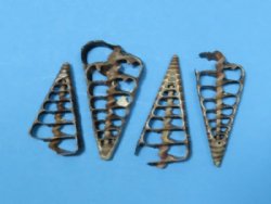  Center Cut Telescopium Auger Shells <font color=red> Wholesale</font>, Horn Snail Shells,1-1/2" to 2-1/2"  - 700 @ .13 each