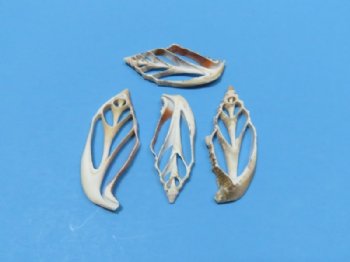 2"  Center Cut Strombus Aurisdiane Shells, Cut Diana Conchs - 100 @ .21 each