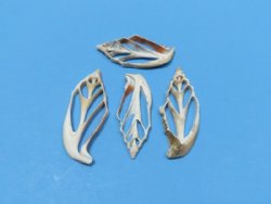 2"  Center Cut Strombus Aurisdiane Shells, Cut Diana Conchs - 100 @ .21 each