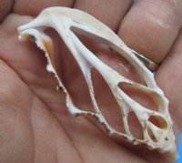 2"  Center Cut Strombus Aurisdiane Shells, Cut Diana Conchs - 100 @ .21 each