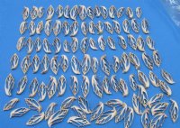 2" Center Cut Diana Conch Shells <font color=red> Wholesale</font>, Strombus Aurisdiana - 700 @ .13 each