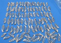 2"  Center Cut Strombus Aurisdiane Shells, Cut Diana Conchs - 100 @ .21 each
